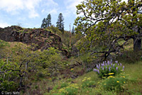 Oregon Alligator Lizard habitat