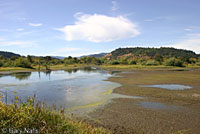 Red-spotted Gartersnake habitat