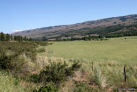 Northern Pacific Rattlesnake habitat