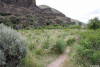 Northern Pacific Rattlesnake habitat