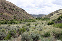 Great Basin Gopher Snake habitat