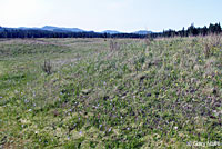 Wandering Gartersnake habitat