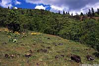 Northwestern Ring-necked Snake habitat