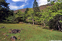 Valley Gartersnake habitat