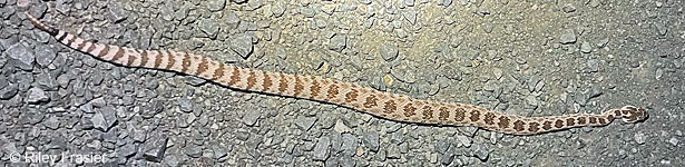 Northern Pacific Rattlesnake