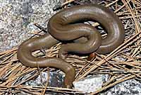 Northern Rubber Boa