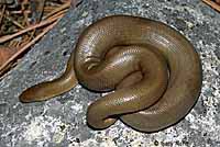 Northern Rubber Boa