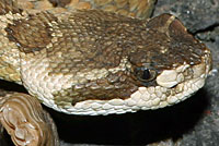 Northern Pacific Rattlesnake