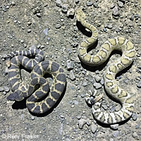 Northern Pacific Rattlesnake