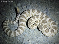 Northern Pacific Rattlesnake