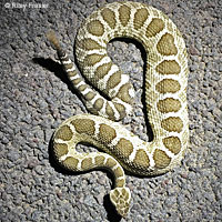 Northern Pacific Rattlesnake