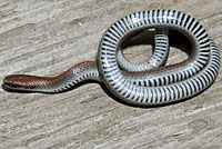 Common Sharp-tailed Snake