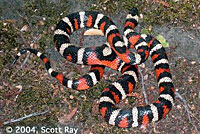 California Mountain Kingsnake