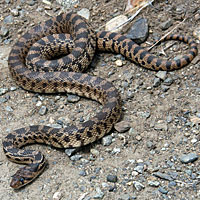 Great Basin Gopher Snake