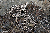 Great Basin Gopher Snake