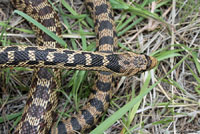 Great Basin Gopher Snake