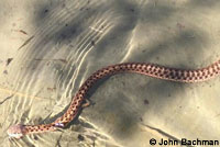 Wandering Gartersnake