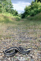 Wandering Gartersnake