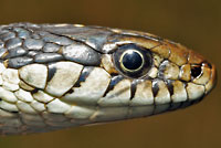 Wandering Gartersnake