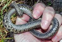 Wandering Gartersnake