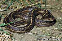 Wandering Gartersnake