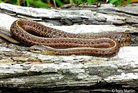 Northwestern Gartersnake