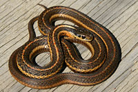 Northwestern Gartersnake