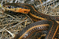 Northwestern Gartersnake