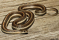 Northwestern Gartersnake