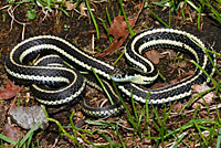 Northwestern Gartersnake