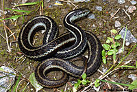 Northwestern Gartersnake