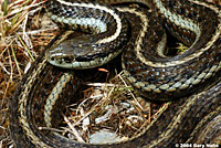 Northwestern Gartersnake