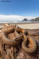 Northwestern Gartersnake