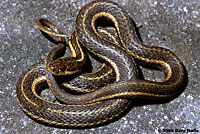 Northwestern Gartersnake