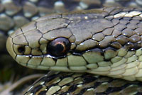 Northwestern Gartersnake