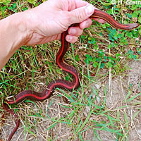 Northwestern Gartersnake