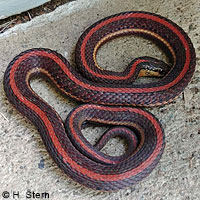 Northwestern Gartersnake