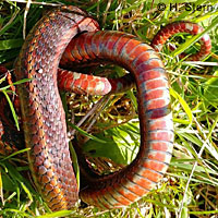 Northwestern Gartersnake