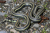 Northwestern Gartersnake