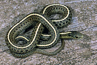 Northwestern Gartersnake