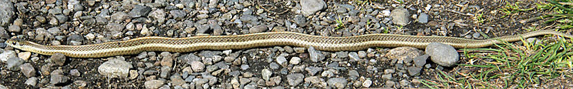 Northwestern Gartersnake