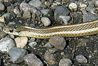 Northwestern Gartersnake