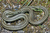 Northwestern Gartersnake