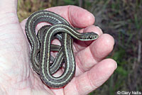 Northwestern Gartersnake