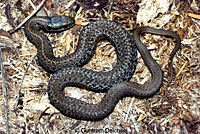 Northwestern Gartersnake