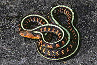 Red-spotted Gartersnake