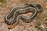 Red-spotted Gartersnake