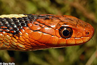 Red-spotted Gartersnake