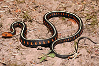 Red-spotted Gartersnake