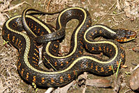 Red-spotted Gartersnake